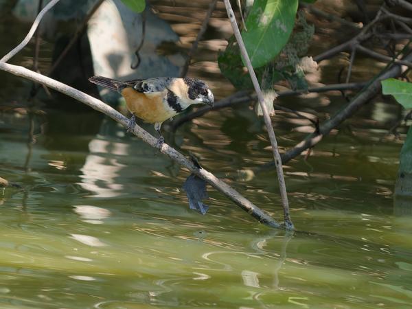 Roestnekdikbekje (Sporophila collaris)